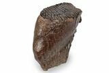 Fossil Woolly Mammoth Upper M Molar - Poland #357017-3